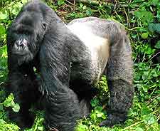 Different picture of gorillas in the Virunga National Park