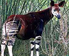 Photograph taken at the Okapi National Park