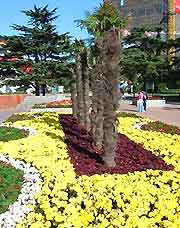 Photo showing seasonal flower display at Labour Park