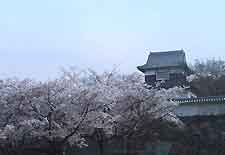 Picture showing springtime cherry blossom at Maizuru Park