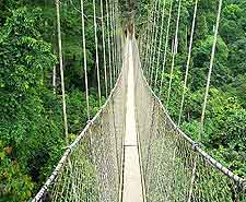 Image of aerial walkways at the Kakum National Park