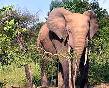 Picture of African elephant at the Mole National Park