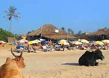 Photo showing cows sunbathing on the beach