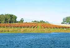 Hobart Vineyards and Wines