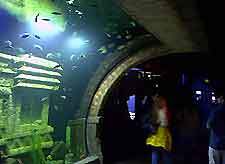Houston Aquarium2