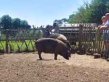 Photo taken at Jimmy's Farm, showing rare-breed British Saddleback pigs