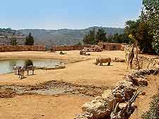 View of the Jerusalem Biblical Zoo