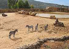 Different picture of the Jerusalem Biblical Zoo