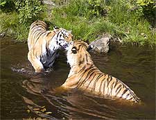 Photo of tigers playing at the Ranthambore National Park in India
