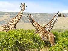 Image of giraffes at the Aberdare National Park
