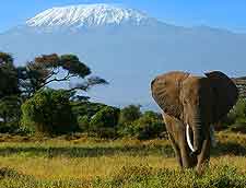 Photo showing African elephant at Amboseli Park