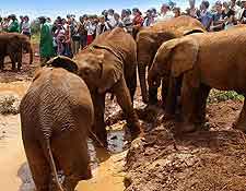 Elephant Orphanage image