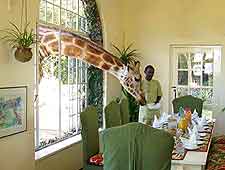 Giraffe Manor photograph