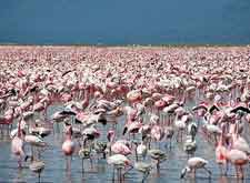 Further view of Lake Nakuru and its resident flamingos