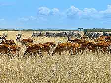 Image of the famous Maasai Mara National Reserve