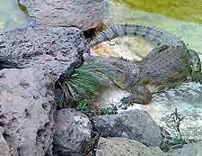 Picture taken at the Nairobi Mamba Village