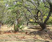 Nairobi Arboretum image
