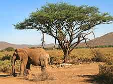 Picture of African elephants at the Samburu National Reserve