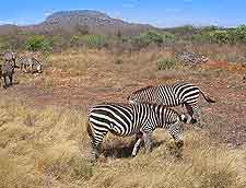 Zebra photo, taken at the Tsavo National Park