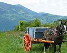 Photo of pony and trap at the Muckross Traditional Farms attraction