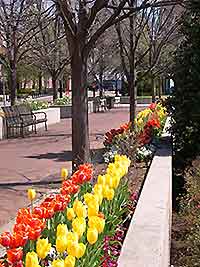 Knoxville Downtown Park