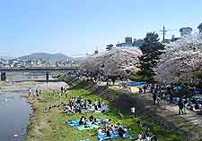 Photo of Kamogawa River and the 'hanami' (cherry blossom)