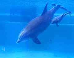 Las Vegas Tourist Attractions