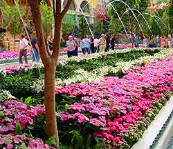 Las Vegas Parks and Gardens