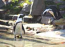Photo of penguins at Leipzig Zoo (Zoologischer Garten)