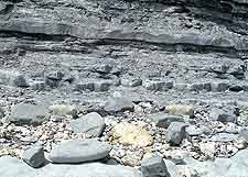 Image of fossil rocks on Monmouth Beach, Lyme Regis, Dorset, England, UK
