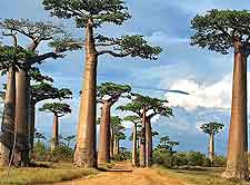 Avenue of the Baobabs photo
