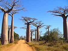 Photo showing the famous Avenue of the Baobabs