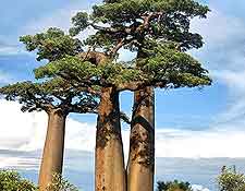 Further picture showing the Avenue of the Baobabs