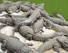 Antananarivo Crocodile Farm photograph