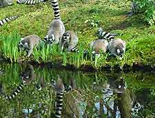 Picture of ring-tailed lemurs in Madagascar, Africa