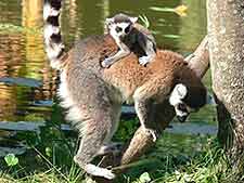 Ivoloina Zoological Park photo of lemurs