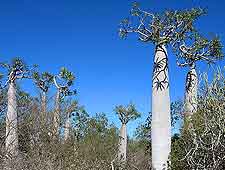 Tsimanampetsotsa National Park (Parc National Tsimanampetsotsa) image