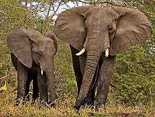Picture of elephants at the Kasungu National Park