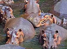 Kasungu National Park picture of hippos