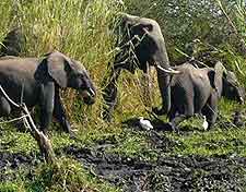 Liwonde National Park image of elephants