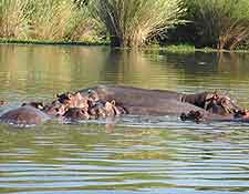 Picture of hippos bathing at the Liwonde National Park