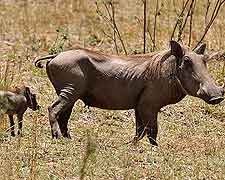 Majete Wildlife Reserve warthog photo