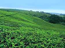 Thyolo Tea Estates view