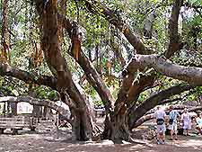Maui Lahaina Banyan Tree4