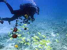 Picture of diver and Mauritius marine life