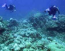 Mauritius Coral reef view