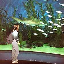 Melbourne Attractions for Children