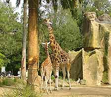 Melbourne Attractions for Children