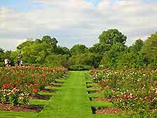 Minneapolis Rose Gardens