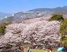 Picture of cherry trees in Kazagashira Park